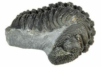 Long, Curled Morocops Trilobite - Morocco #323517