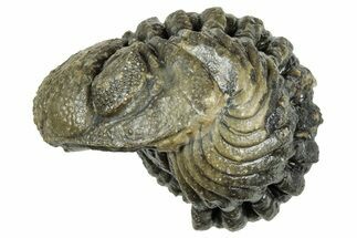 Wide, Enrolled Morocops Trilobite - Morocco #323526