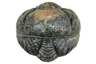 Wide Enrolled Morocops Trilobite - Morocco #323528
