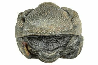 Wide Enrolled Morocops Trilobite - Morocco #323529