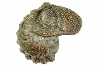 Wide Enrolled Morocops Trilobite - Morocco #323530