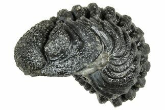 Wide, Enrolled Morocops Trilobite - Morocco #323531