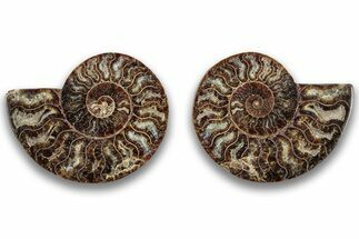 Cut & Polished, Agatized Ammonite Fossil - Madagascar #323356