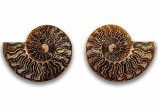 Cut & Polished, Agatized Ammonite Fossil - Madagascar #323380