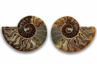 Cut & Polished, Agatized Ammonite Fossil - Madagascar #323385