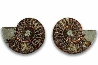 Cut & Polished, Agatized Ammonite Fossil - Madagascar #323414