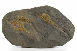 Echinoderms For Sale