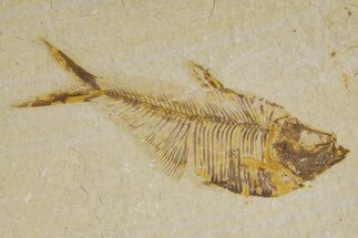 Detailed Fossil Fish (Diplomystus) - Wyoming #318613
