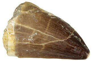 Fossil Mosasaur (Prognathodon) Tooth - Morocco #322697
