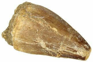 Fossil Mosasaur (Prognathodon) Tooth - Morocco #322703