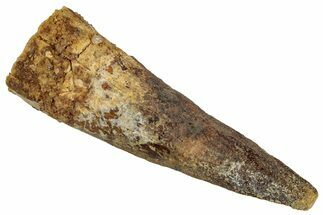 Bargain, Fossil Spinosaurus Tooth - Real Dinosaur Tooth #324861
