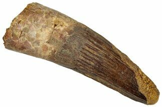 Fossil Spinosaurus Tooth - Real Dinosaur Tooth #324873