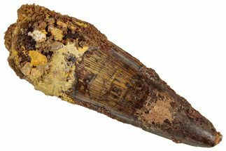 Fossil Spinosaurus Tooth - Real Dinosaur Tooth #324876