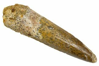 Fossil Spinosaurus Tooth - Real Dinosaur Tooth #324836