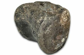 Fossil Iguanodontian Caudal Vertebra - Isle of Wight, England #325120