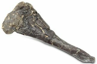 Fossil Ornithopod Dinosaur (Dryosaurus) Tibia - Wyoming #325128