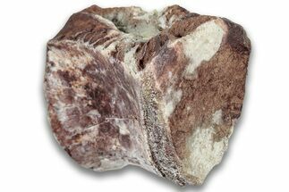 Triassic Fossil Phytosaur Vertebra - New Mexico #325136