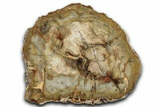 Beautiful, Petrified Wood (Araucaria) Slab - Madagascar #325146