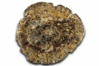 Colorful Petrified Wood (Araucaria) Round - Madagascar #325150