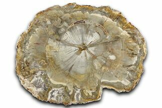 Colorful Petrified Wood (Araucaria) Round - Madagascar #325152