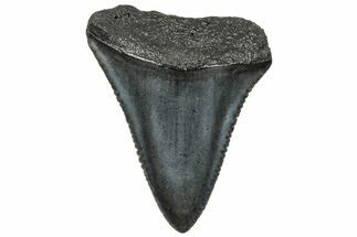 Serrated, Fossil Great White Shark Tooth - South Carolina #325165