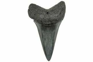 Fossil Broad-Toothed Mako Tooth - South Carolina #325171