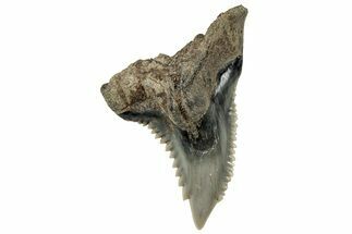 Snaggletooth Shark (Hemipristis) Tooth - South Carolina #325178