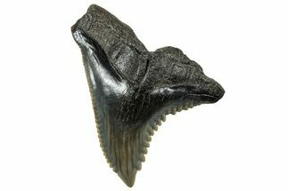 Snaggletooth Shark (Hemipristis) Tooth - South Carolina #325179