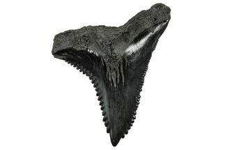 Huge Snaggletooth Shark (Hemipristis) Tooth - South Carolina #325182