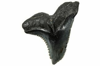 Huge Snaggletooth Shark (Hemipristis) Tooth - South Carolina #325183