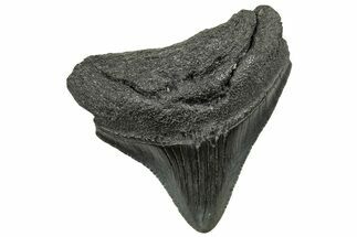 Serrated, Posterior Megalodon Tooth - South Carolina #325185