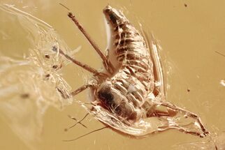 Detailed Fossil Leafhopper (Cicadellidae) In Baltic Amber #325253