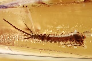 Detailed Fossil Bristletail and Winged Ant In Baltic Amber #325339