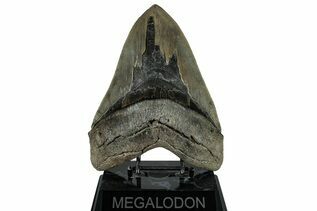Fossil Shark Teeth For Sale