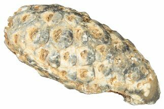 Fossil Cycadophyte Seed Cone - Boujdour, Morocco #325269