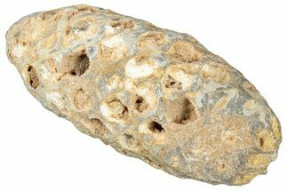 Fossil Cycadophyte Seed Cone - Boujdour, Morocco #325281