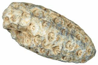 Fossil Cycadophyte Seed Cone - Boujdour, Morocco #325288