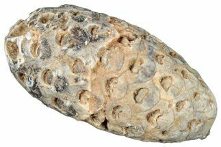 Fossil Cycadophyte Seed Cone - Boujdour, Morocco #325293