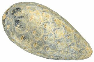 Fossil Cycadophyte Seed Cone - Boujdour, Morocco #325295