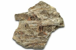 Petrified Wood For Sale