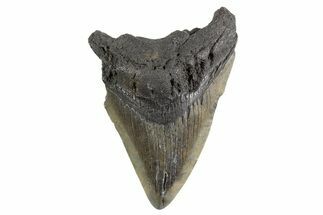 Serrated, Fossil Megalodon Tooth - South Carolina #325235