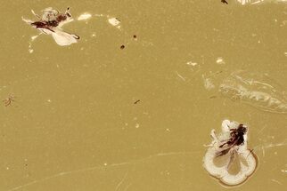 Detailed Fossil Parasitoid Wasps (Platygastroidea) in Baltic Amber #325361