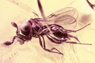 Detailed Fossil Female Parasitoid Wasp (Idris) in Baltic Amber #325366