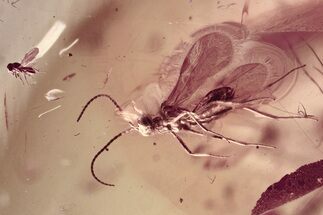 Fossil Parasitoid Wasps (Braconidae & Fidiobia) in Baltic Amber #325383