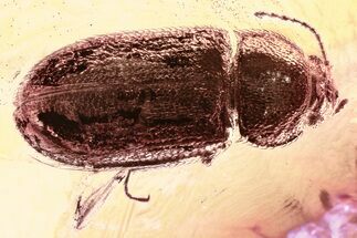 Detailed Hairy Fungus Beetle (Crowsonium) in Baltic Amber #325386