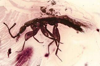Detailed Fossil Rove Beetle (Staphylinidae) in Baltic Amber #325397