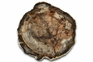 Colorful Petrified Wood (Araucaria) Round - Madagascar #325544