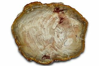 Beautiful, Petrified Wood (Araucaria) Slab - Madagascar #325551