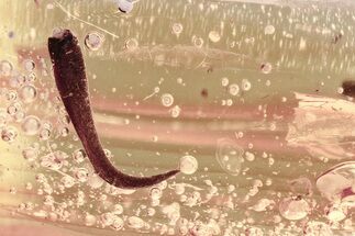 Detailed Fossil Leaf and Bubbles in Baltic Amber #325423