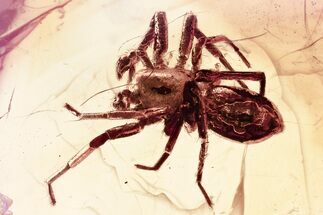 Detailed Fossil Spider (Araneae) In Baltic Amber #325434